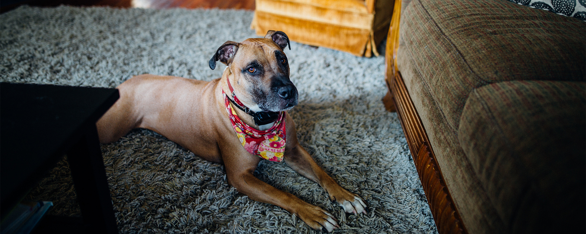 Pet-Friendly Rugs