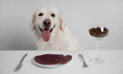 Probiotics to Your Dog