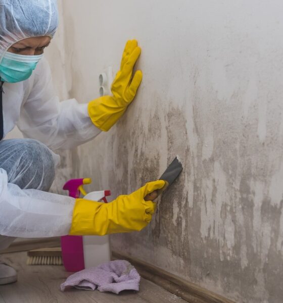 Mold Removal Services