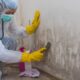 Mold Removal Services